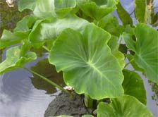 Taro