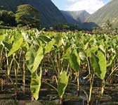 waipio taro